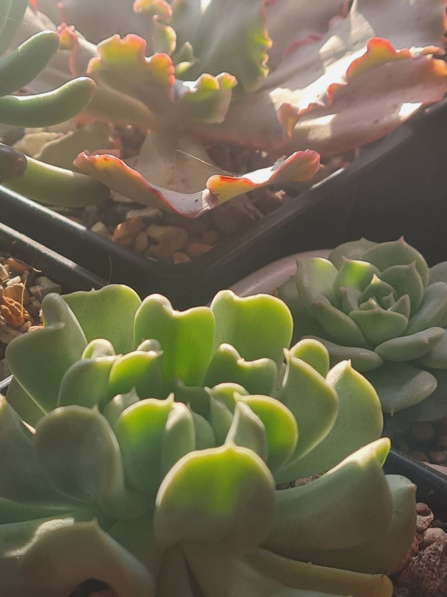 Sunny kid | Succulent