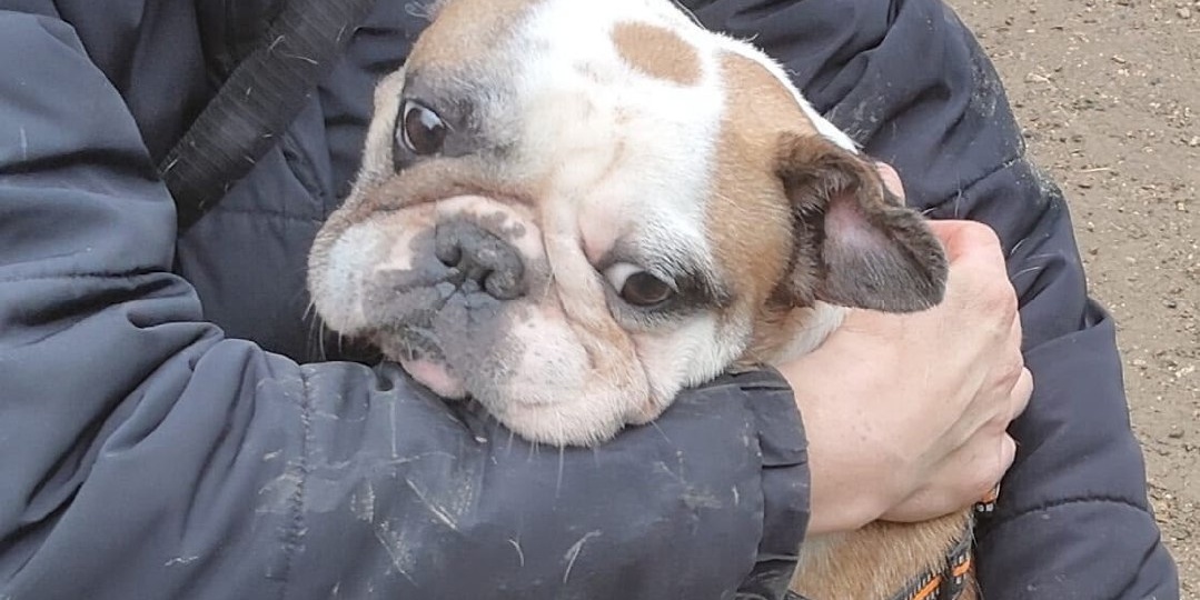 #Шапи@frenchbull_help