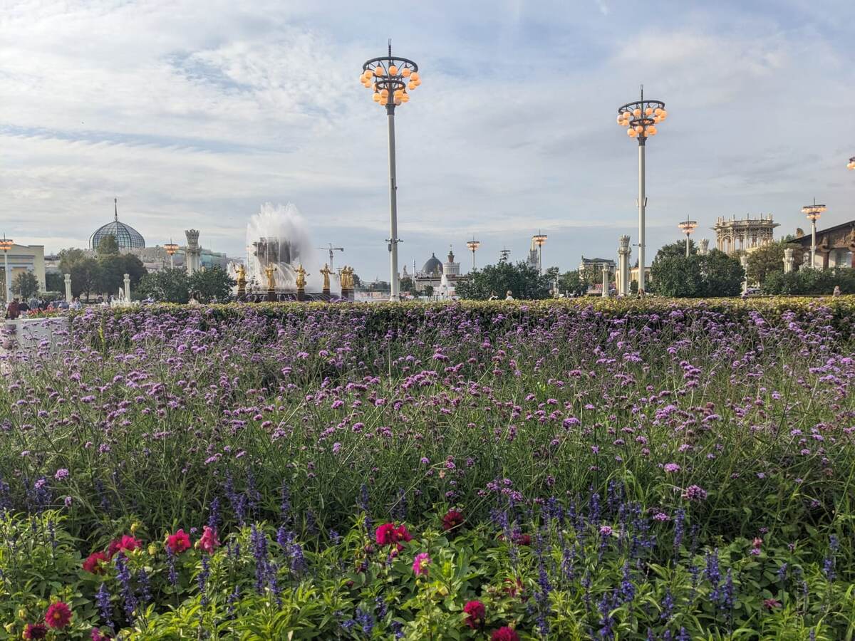 На вербене бонарской нынче все помешались. Но это пройдет!