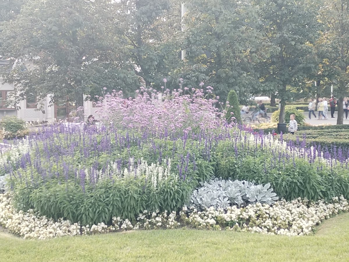Великолепные горы белого и синего шалфея с вкраплениями цинерарии в окантовке белой бегонии. И, будто кремовая шамочка на капкейке, вербена бонарская. 