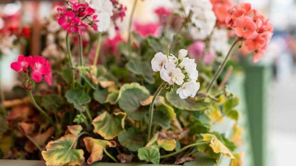 У герани желтеют и сохнут листья в октябре? Поправил 3 момента — забыл про "облысение"