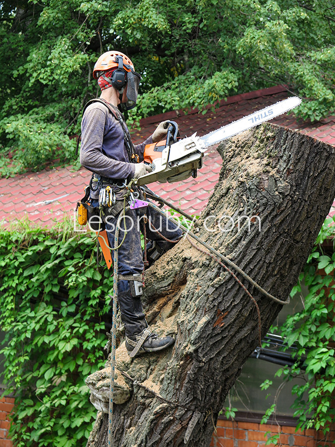 Спил аварийного дерева