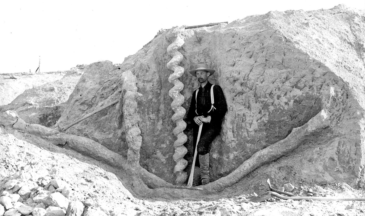 Изображение взято с сайта https://upload.wikimedia.org/wikipedia/commons/thumb/9/98/Daemonelix_burrows_%28Harrison_Formation%2C_Middle_Miocene%3B_Agate_Fossil_Beds_National_Monument%2C_northwestern_Nebraska%2C_USA%29_%2815545351982%29.jpg/1600px-Daemonelix_burrows_%28Harrison_Formation%2C_Middle_Miocene%3B_Agate_Fossil_Beds_National_Monument%2C_northwestern_Nebraska%2C_USA%29_%2815545351982%29.jpg