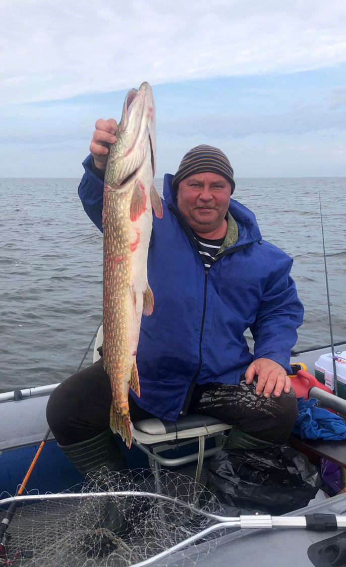 21 сентября 2025 года. Щука весом 4 850 граммов. Таких в Чудском озере мы ещё не ловили. Здесь и далее фото из архива автора