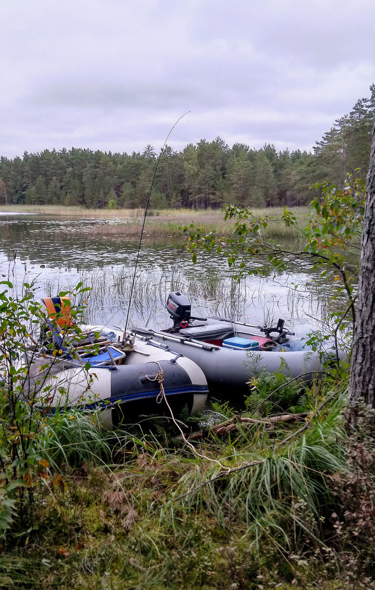Любимое лесное озеро. Щука, ты где?
