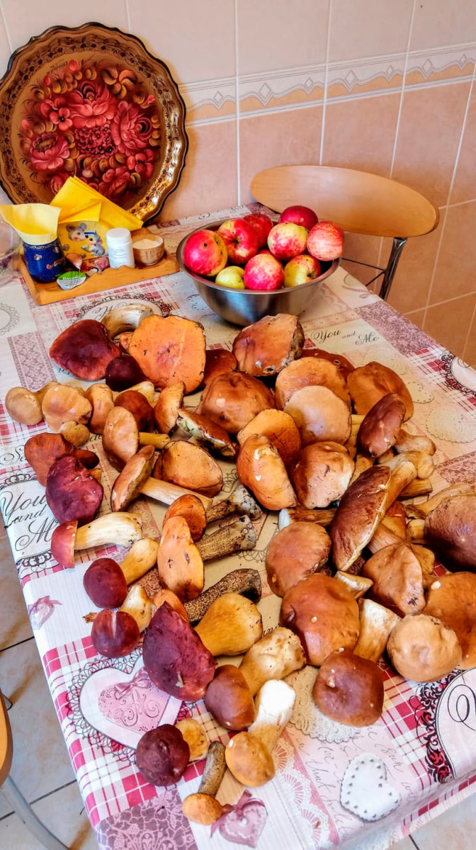 Скромные «уловы» грибников в сезоне 2025 года. Здесь и далее фото из архива автора