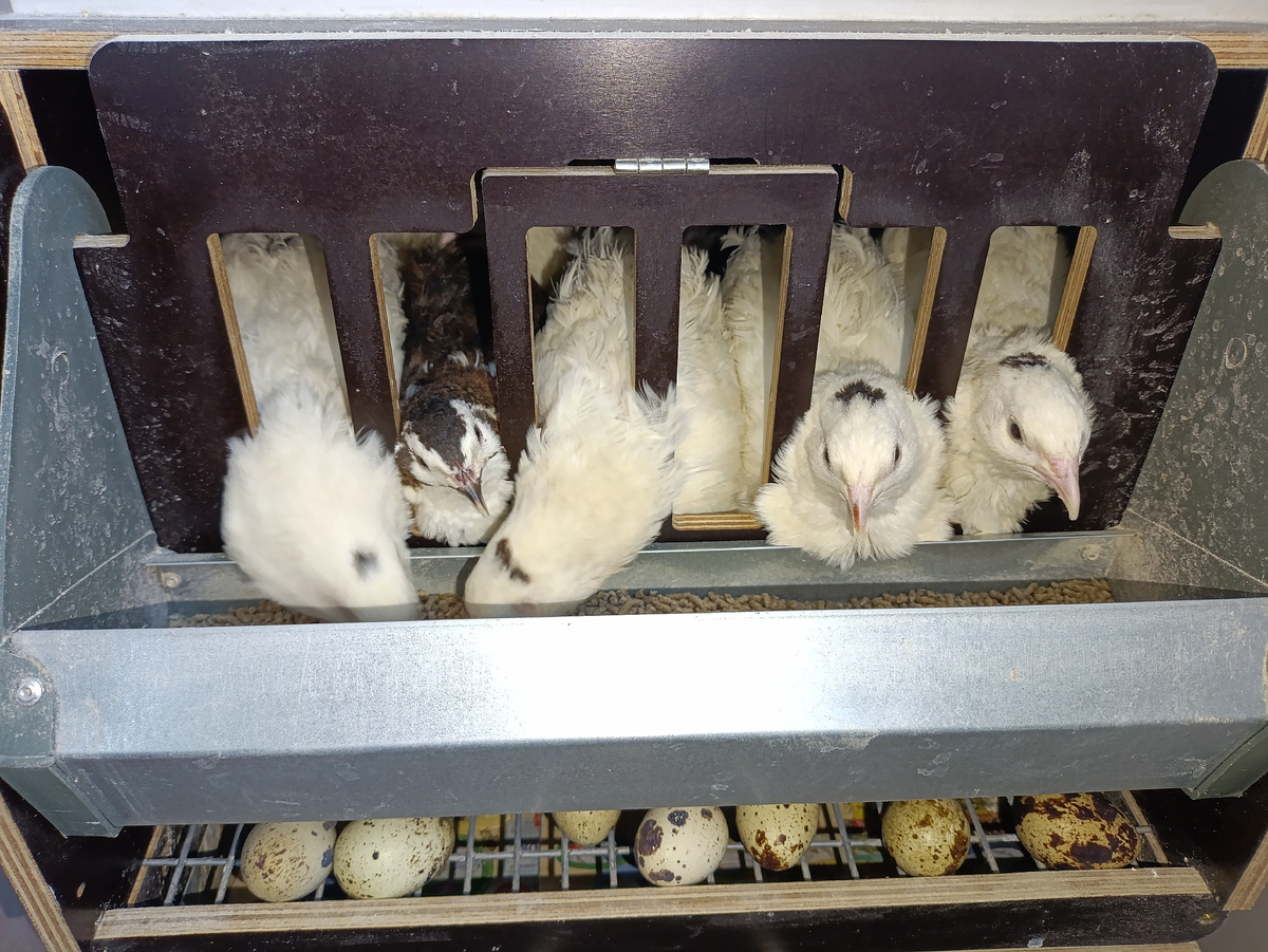 Перепела на балконе 