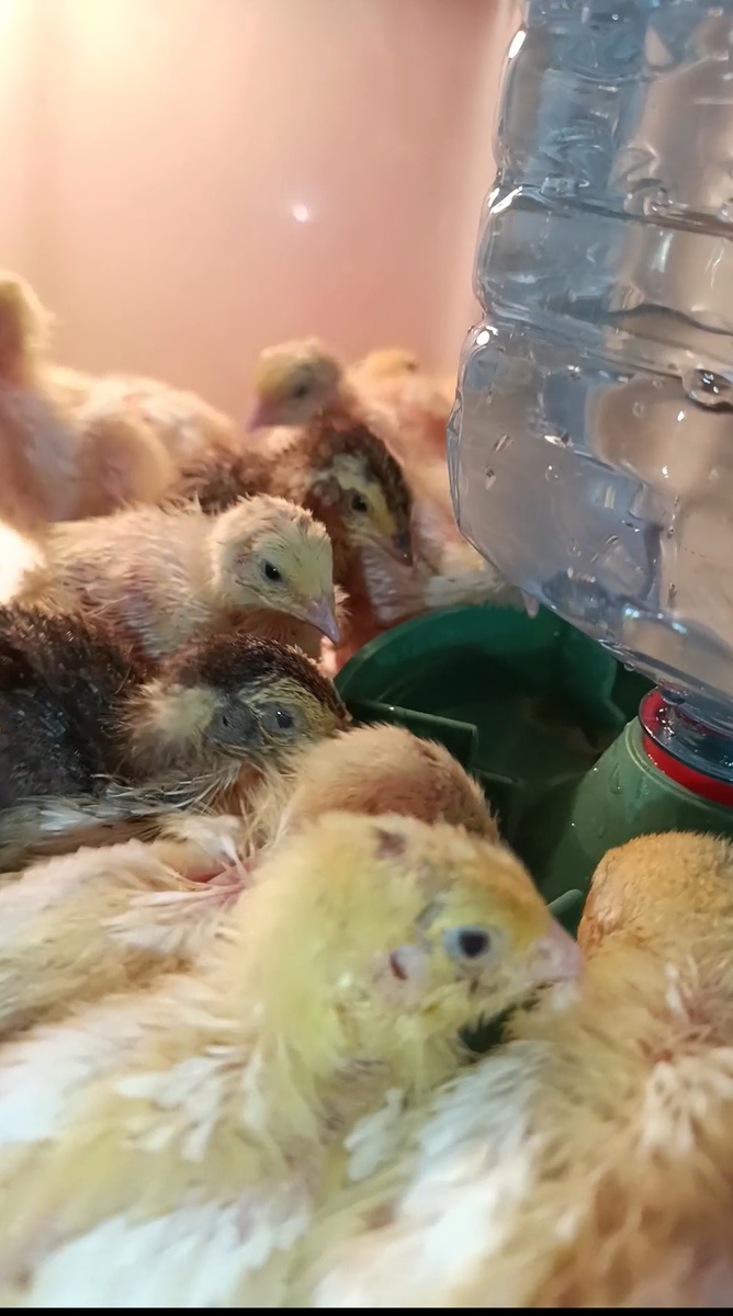 Перепелята пьют