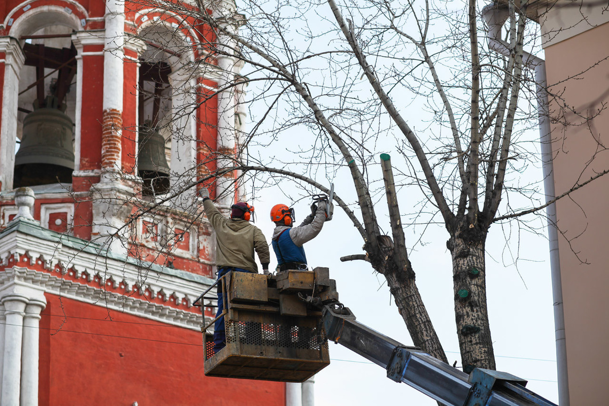 Омолаживающая обрезка тополей в музее современного искусства 26.03.14