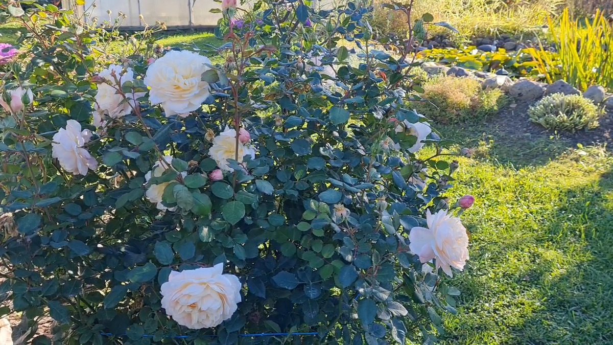 Крокус Роуз английская