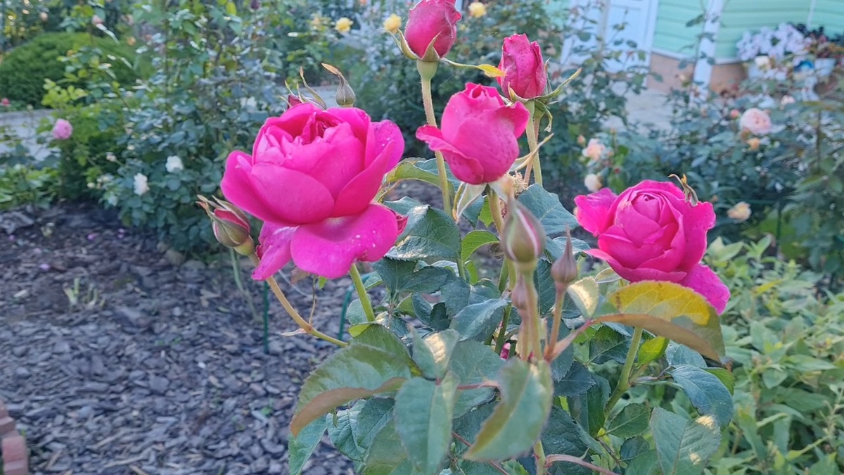 Джеймс Л. Остин