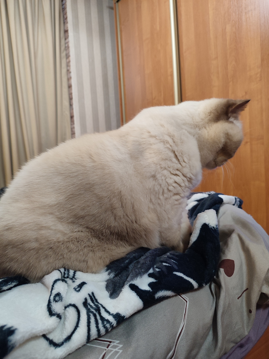 Наша Шакира