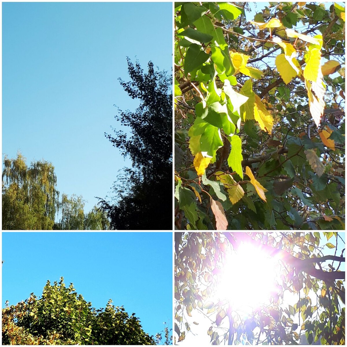 Коллаж автора статьи 30.09.2025г.