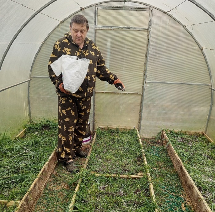 По скошенному сидерату вношу удобрения.