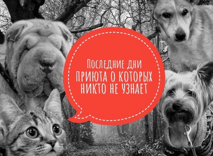 Последние дни приюта, о которых никто не узнает.