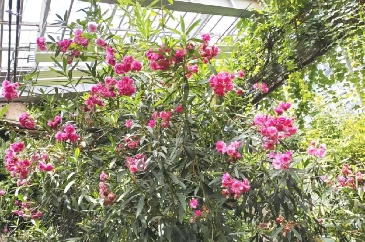    Более 100 амфибий пополнили Ботанический сад ТГУ в День аксолотля