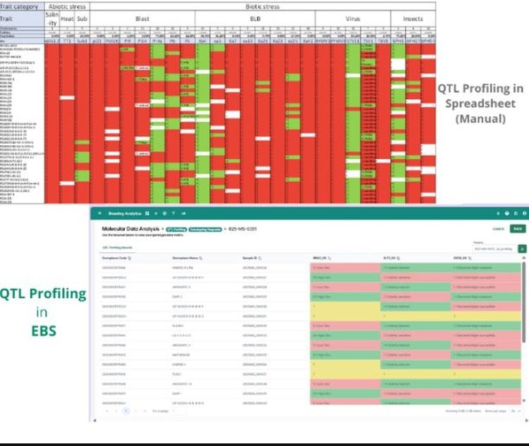 Раньше селекционерам приходилось вручную кодировать, какие области генома несут желательные или нежелательные признаки (вверху). Теперь, благодаря автоматизированному профилированию QTL на платформе Enterprise Breeding System (EBS), этот процесс стал быстрее, проще и точнее (внизу). Фото: IRRI.📷    Новый инструмент помогает селекционерам быстрее определять характеристики риса

