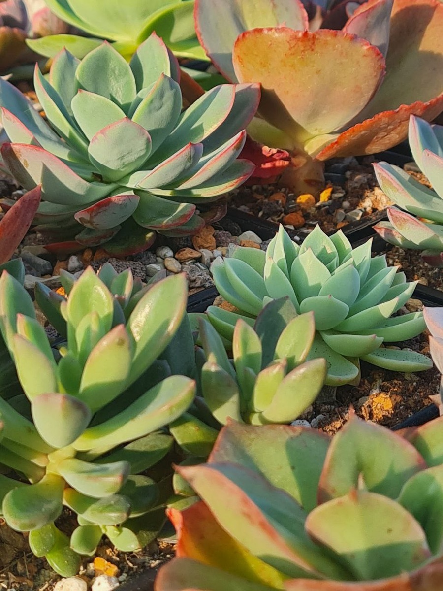 Sunny kid | Succulent