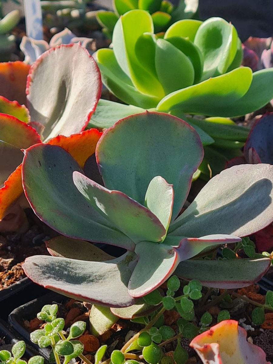 Sunny kid | Succulent