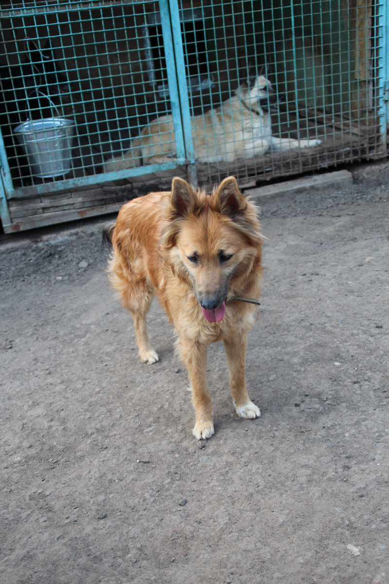 Три холодных зимы в вольере...