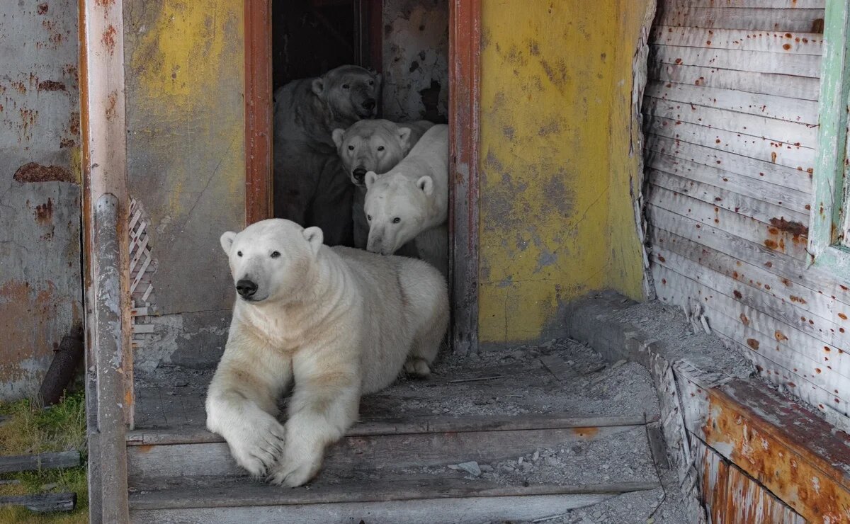   Белые медведи с Чукотки стали интернет-звездами и покорили мир