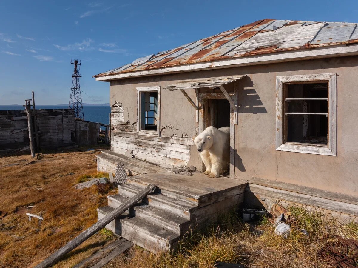    Увидеть белых медведей можно в рамках круиза "Панарктик Стар". Фото Вадима Махорова предоставлено туроператором "Панарктик Стар"