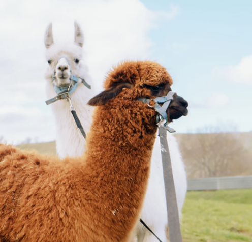 Фото: https://fermaalpac.ru/stavropol 