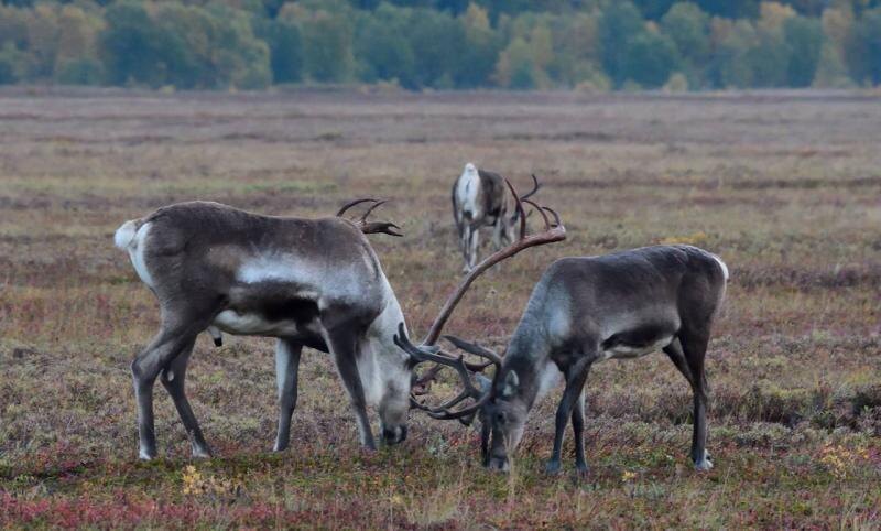 Фото пресс-службы Кроноцкого заповедника