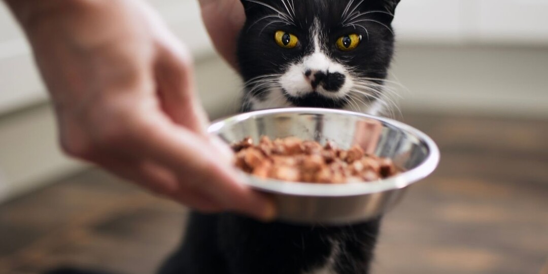 Идеальный состав корма для кошек: как он выглядит на самом деле