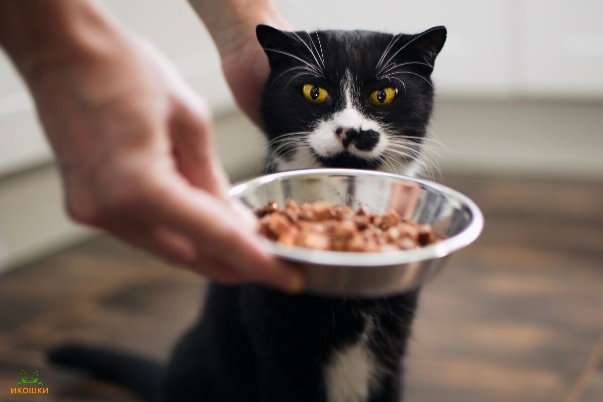 Идеальный состав корма для кошек