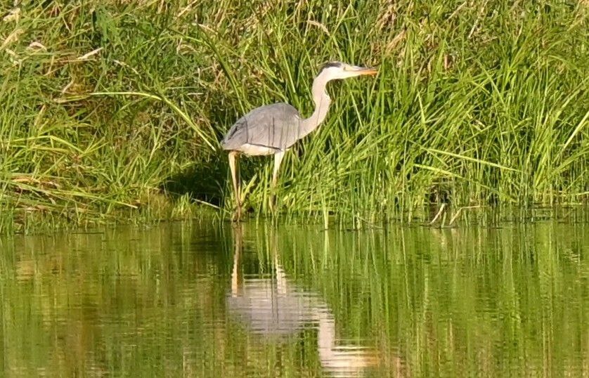    Краснокнижную цаплю застали за охотой на юге Красноярского края