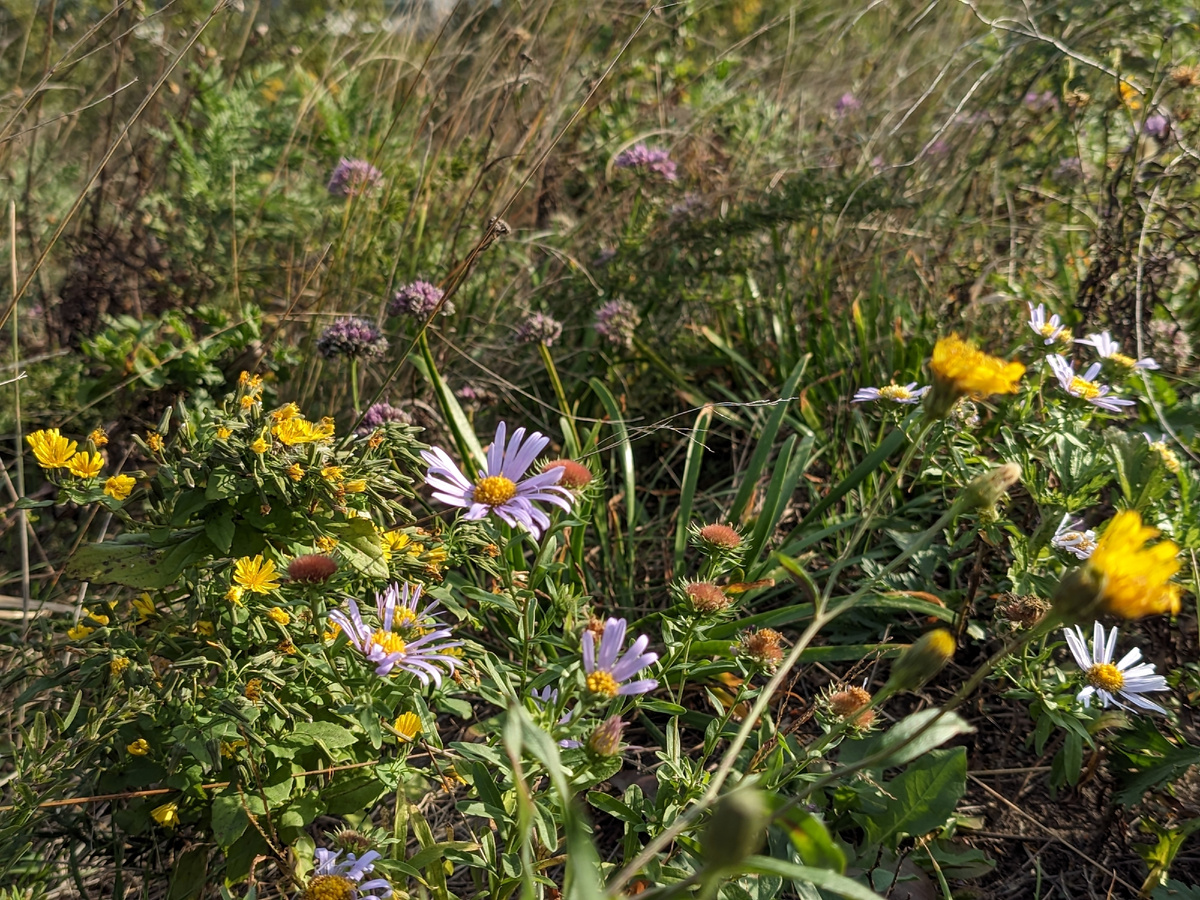 Как пестро и жизнерадрстно! 