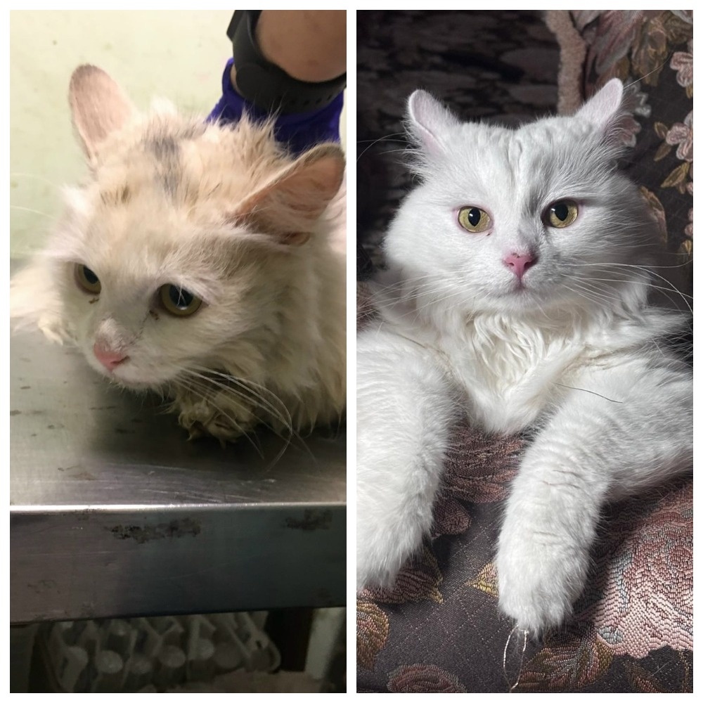 Хлопочка обрела свою семью 24 февраля 2023 года.