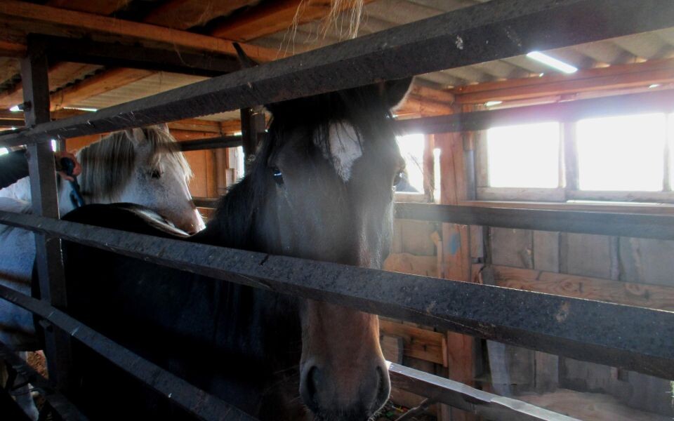    Лошадь, которую пытались нелегально вывезти в Казахстан