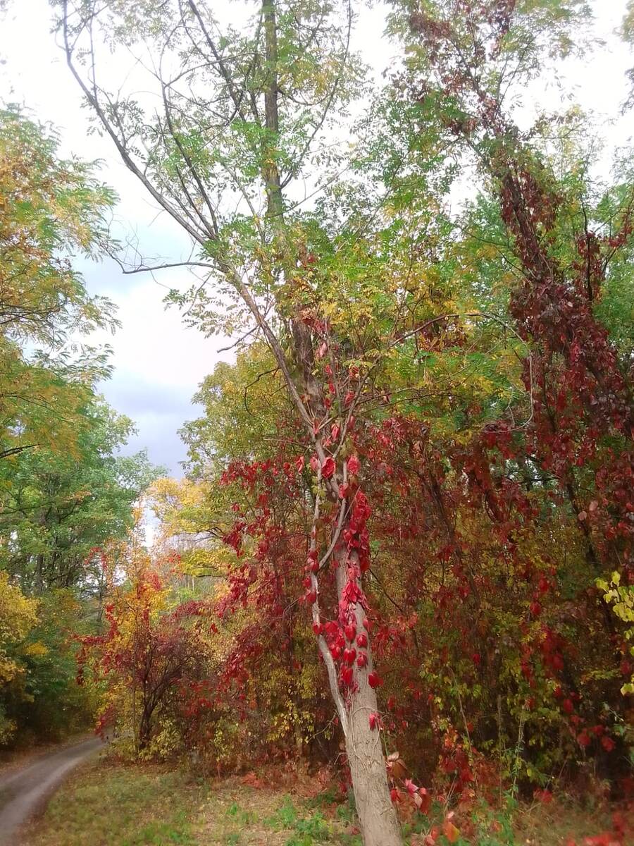 Осень разноцветная