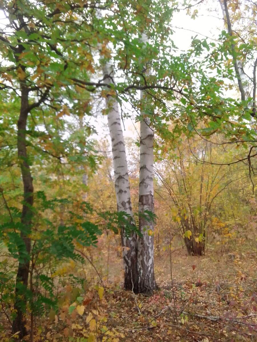 Русская береза