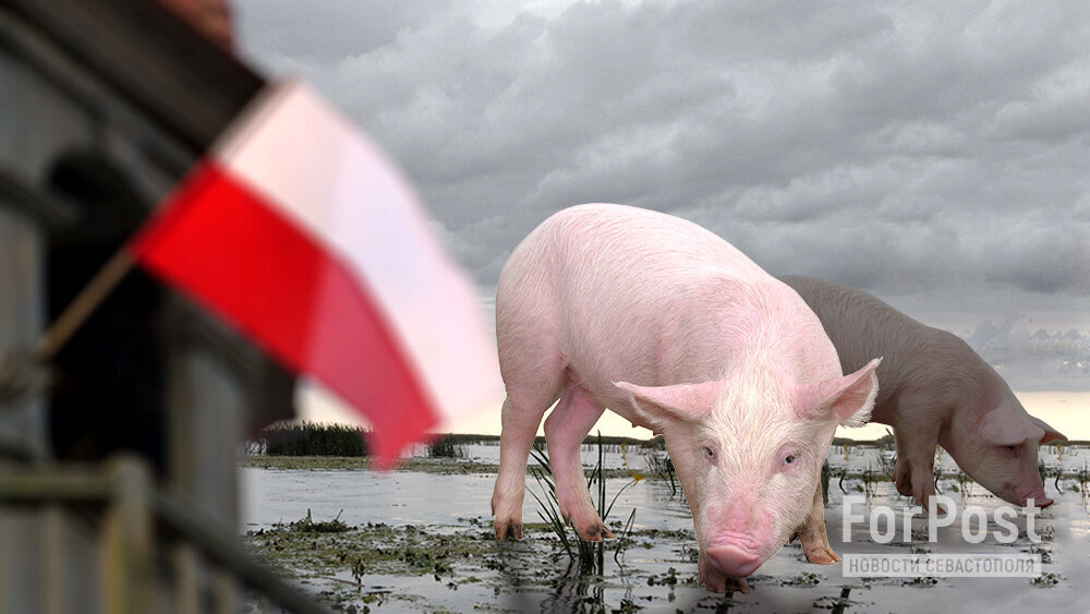 Конец иллюзий о «вечной дружбе» с Киевом. Фото: коллаж ForPost