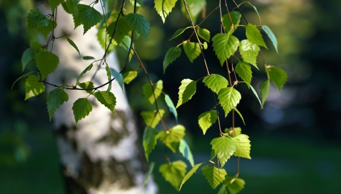 Русская красота и сила!!!