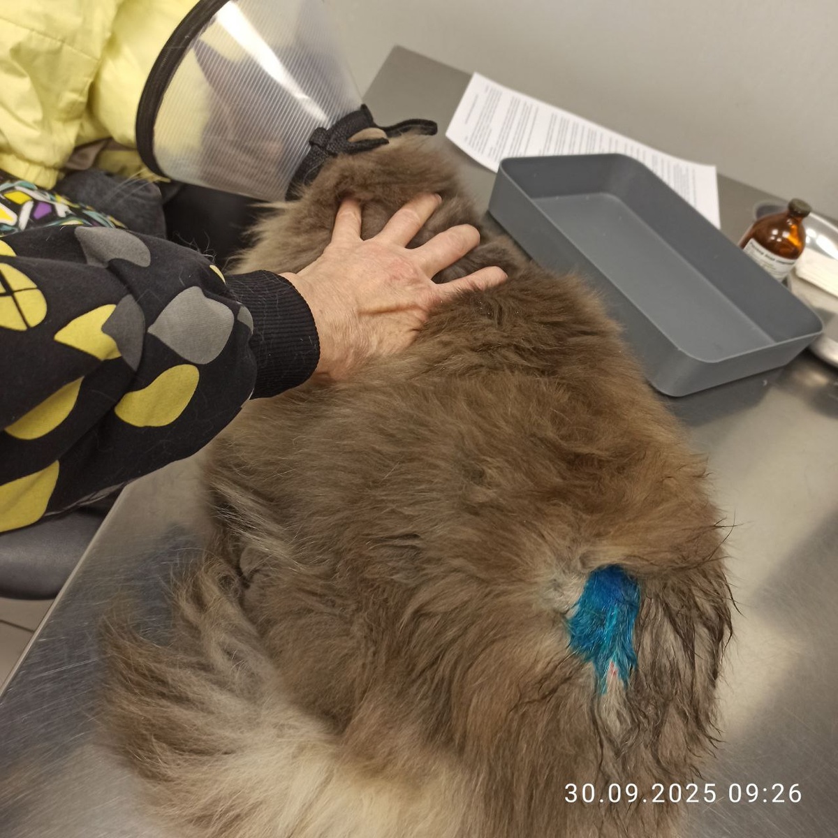 Лёлик,после вскрытия абсцесса