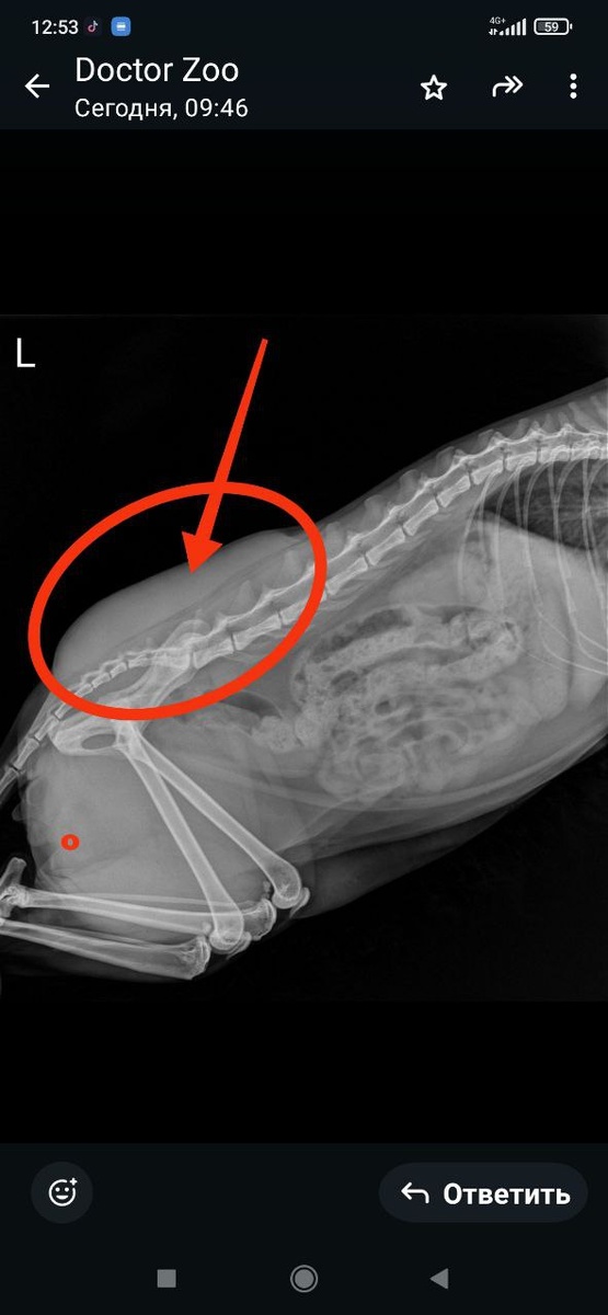 стрелкой указала скопившийся гной