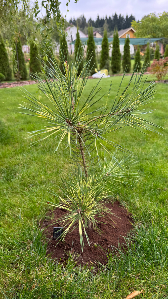 Сосна Oculus Draconis в саду Екатерины Ко