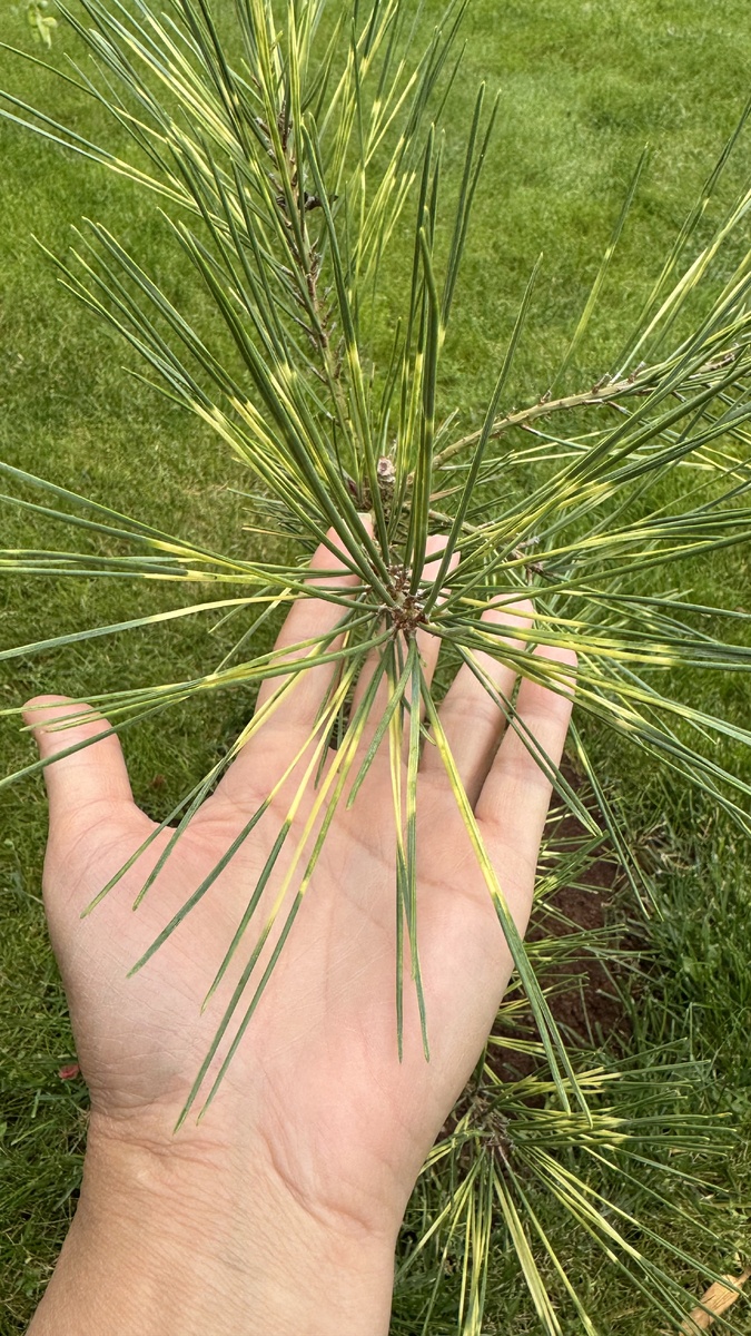 Сосна Oculus Draconis в саду Екатерины Ко