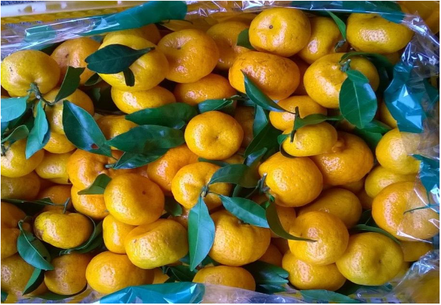     Фото: Россельхознадзор Свердловской области