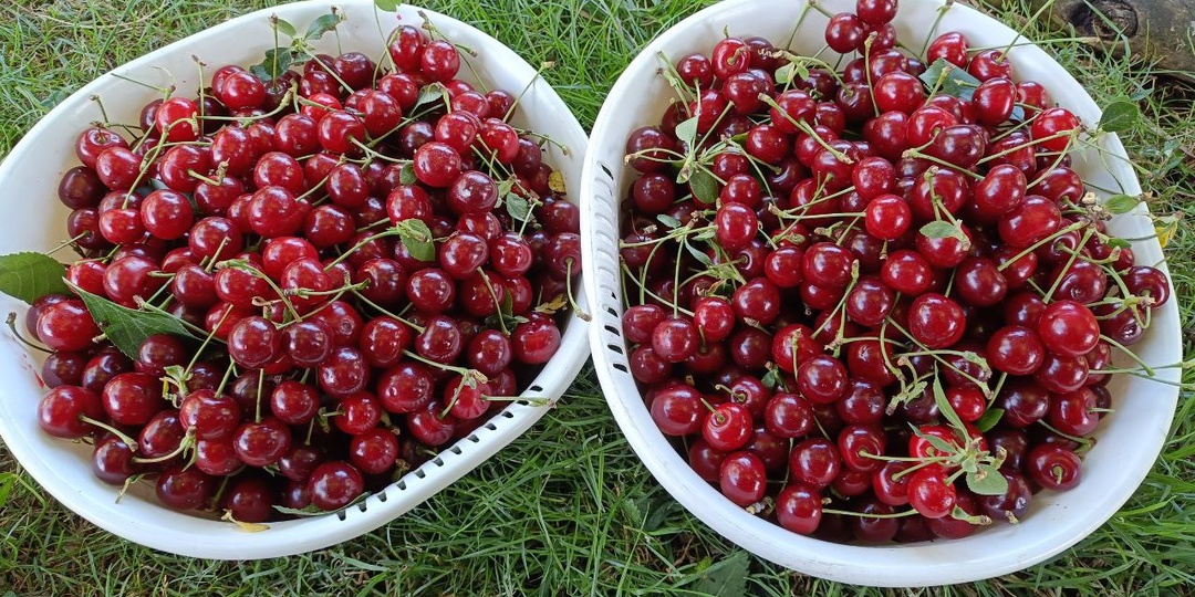 Готовим сад к зимовке: 7 осенних приёмов, которые спасут урожай