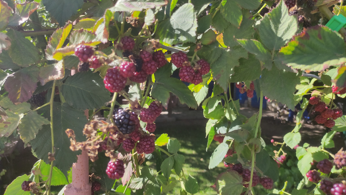 Ежевика 23 сентября