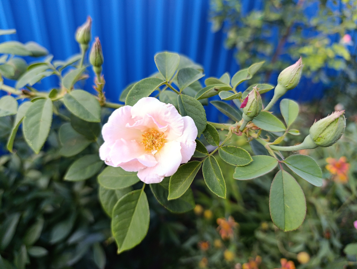 Первое цветение Глуар де Дижон Фото автора 