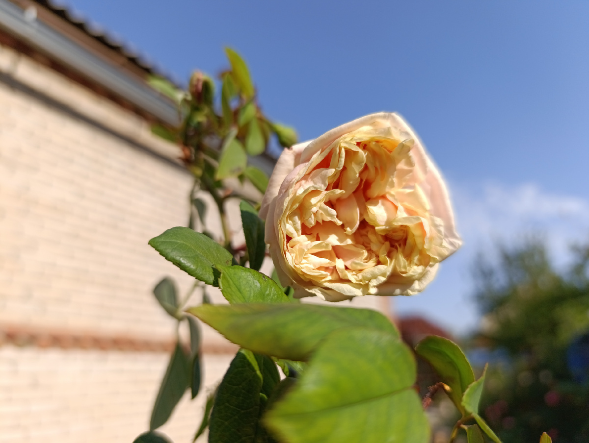 Глуар де Дижон , первый настоящий цветок Фото автора 