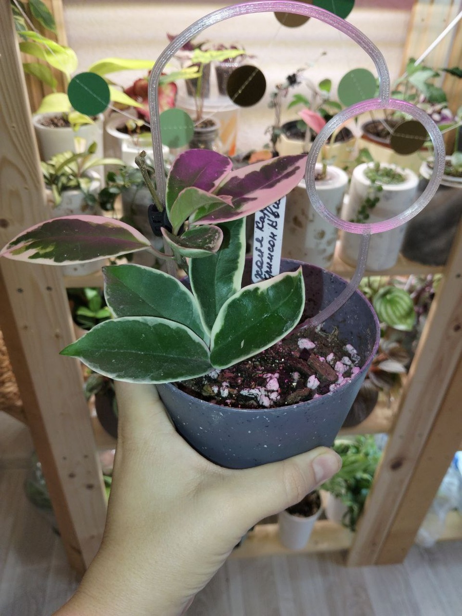 Уже пересажена как пару недель, новых листьев пока не выдала, только увеличила дома два последних.