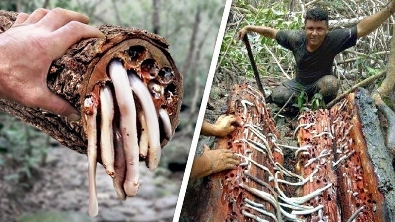 Пожалуйста, закройте эту деревяшку обратно! 