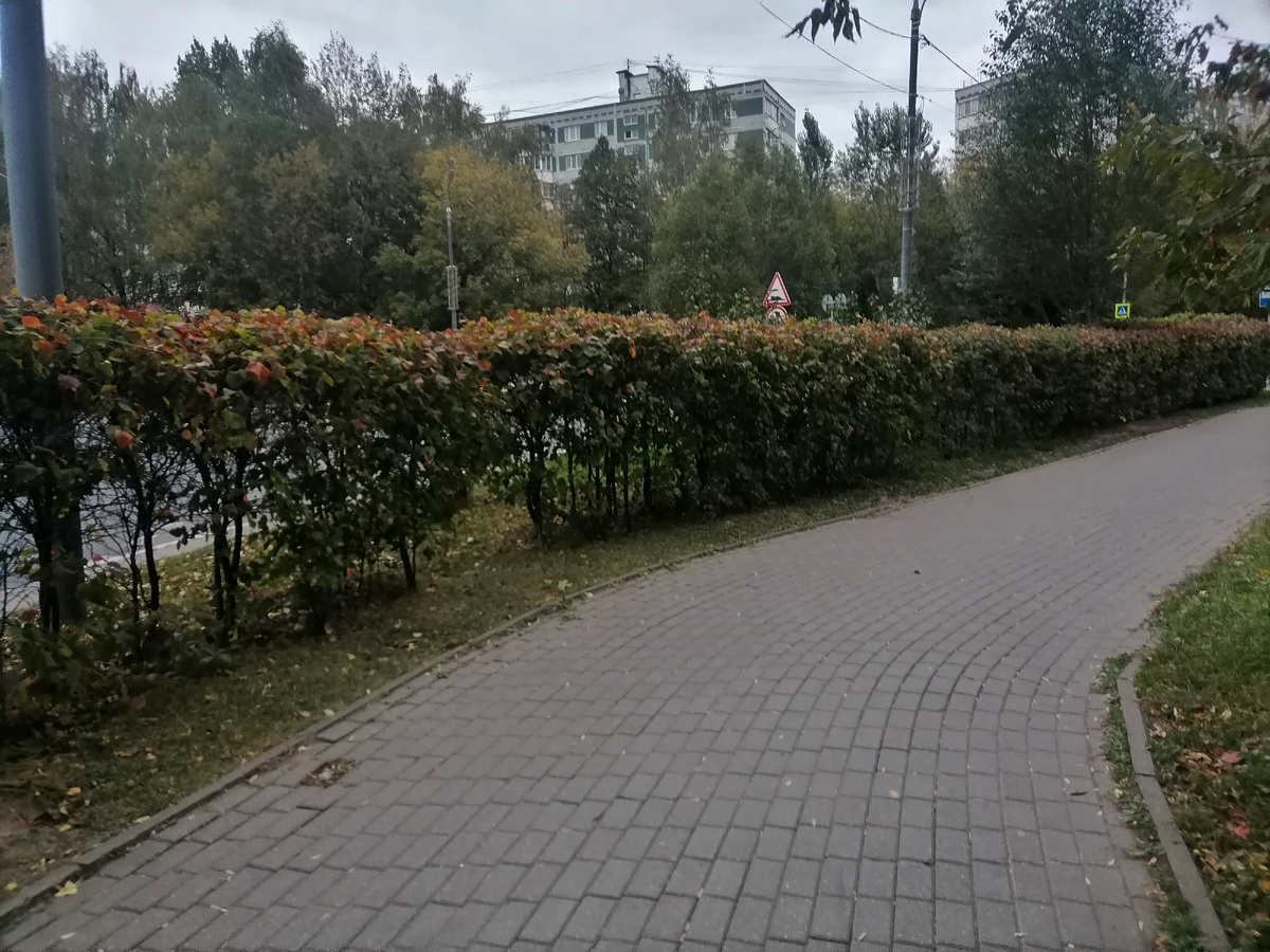 Листья какие-то серо-буро-малиновые🤔